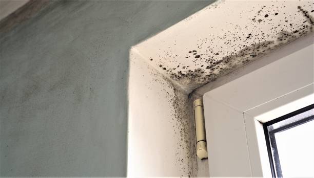 Best Airborne Mold Testing  in Totowa, NJ