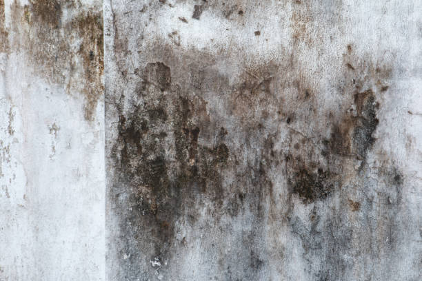 Professional Mold Removal in Totowa, NJ