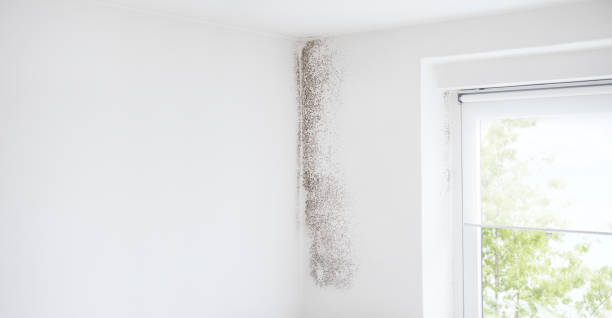 Best HVAC Mold Inspection and Cleaning  in Totowa, NJ