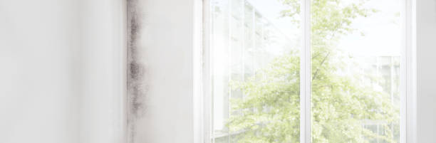 Best Comprehensive Air Testing for Mold Contaminants  in Totowa, NJ
